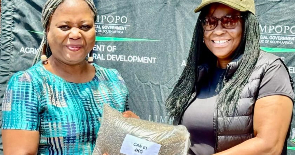 Limpopo farmers eye emerging cannabis and hemp market