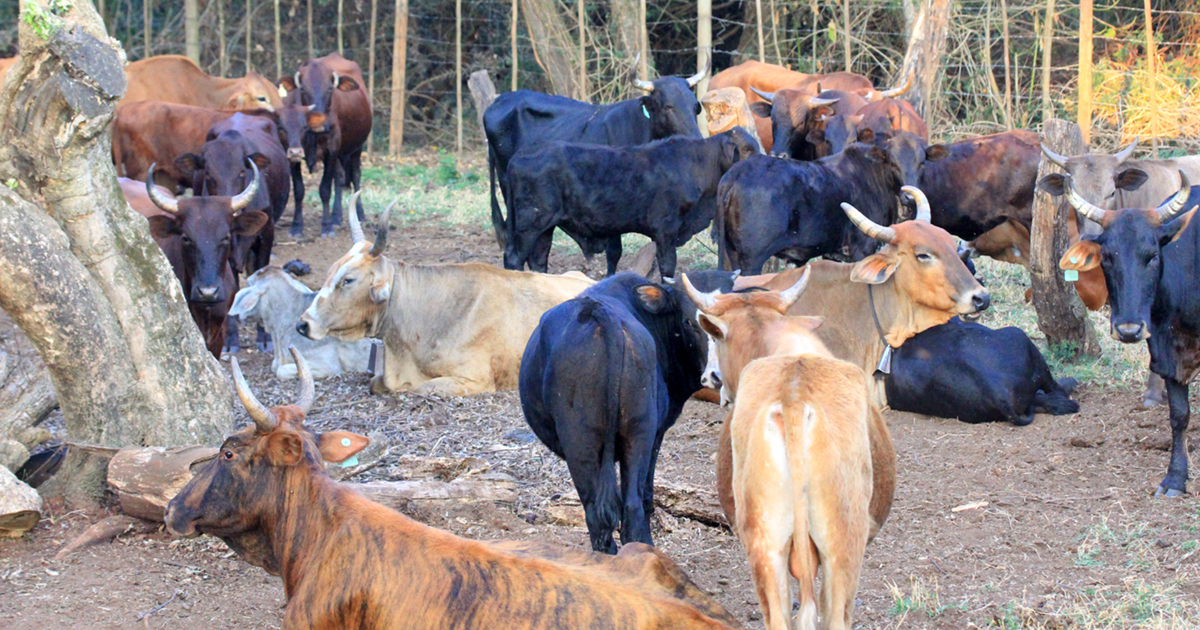 Another foot-and-mouth disease threat for Vhembe