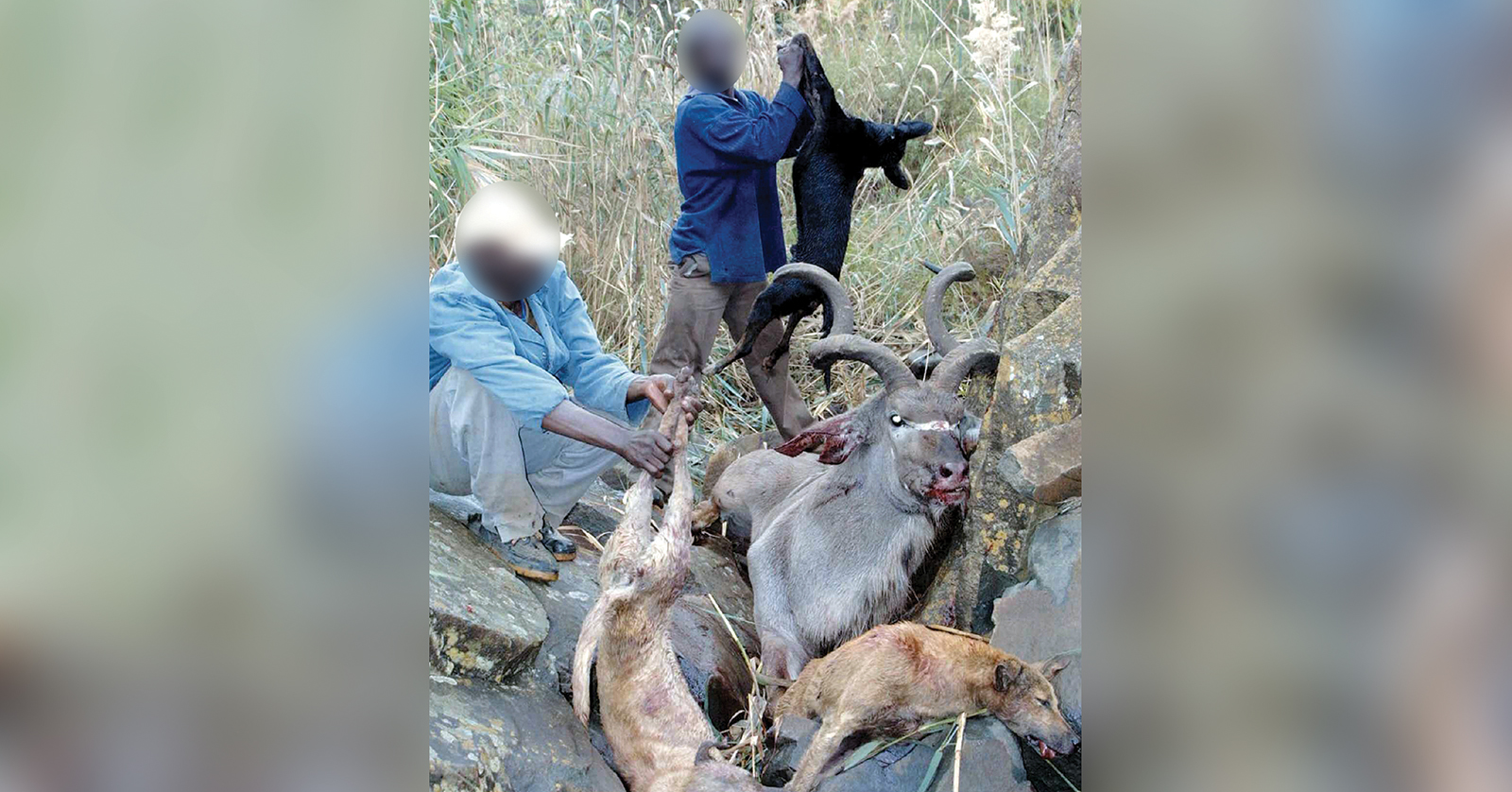 SPCA warns of cruelty in illegal hunting with dogs