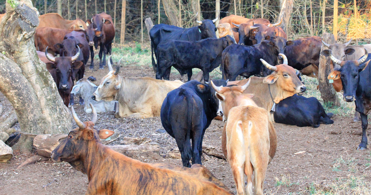 TLU Limpopo vra vir strenger beheer te midde van bek-en-klouseer-uitbreking