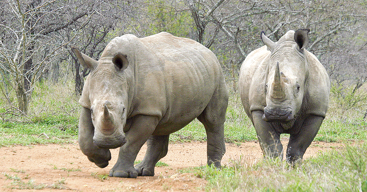 High Court rules in favour of sustainable rhino horn trade for conservation