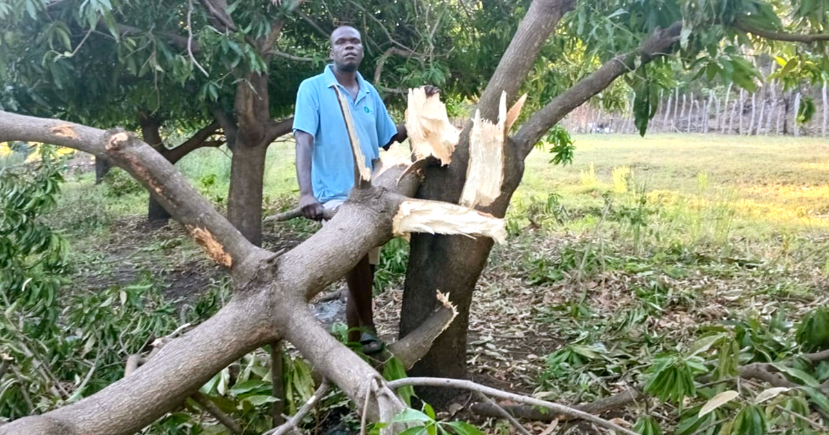 Makuya farmer's livelihood crushed as elephants repeatedly raid mango orchard