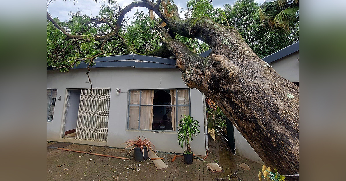 Baie reën en stormwinde eis tol op dorp se bome