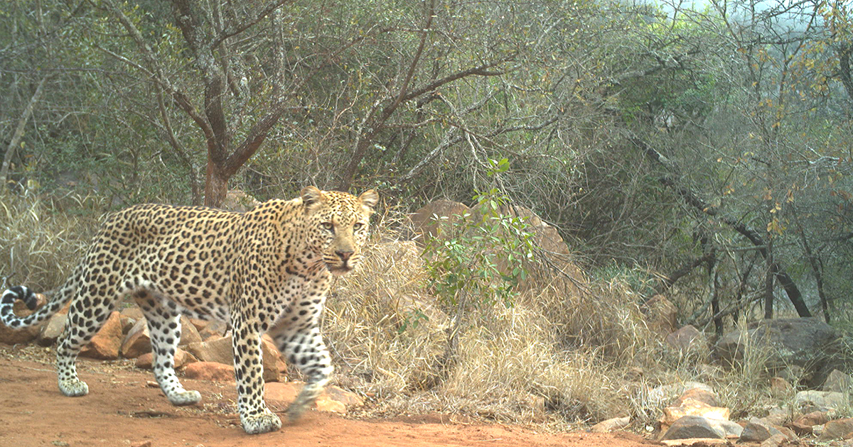 Decline in Soutpansberg’s leopard population concerning