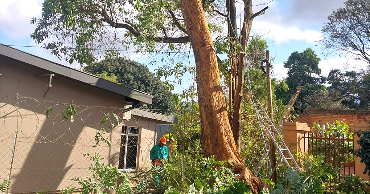 Old-age home breathes sigh of relief as dangerous tree is felled