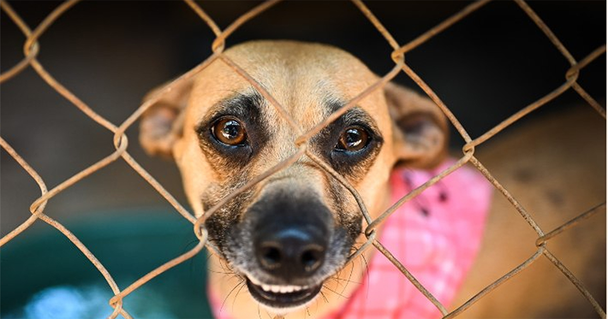 Change in procedure for collection of stray animals