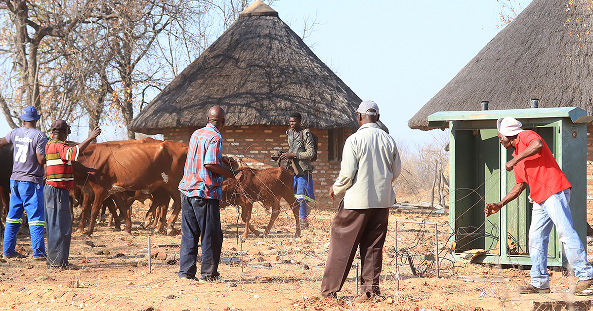 Tensions rise over unfenced Kruger Park after predators kill cattle