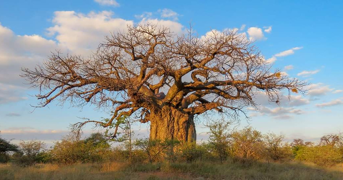 Outrage over plan to destroy thousands of protected trees at MMSEZ site
