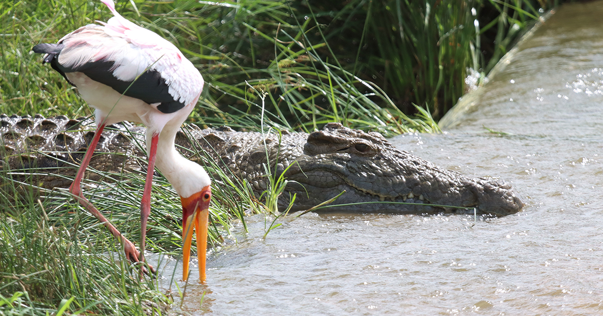 Warning after crocodile kills mother in Luvhuvhu River