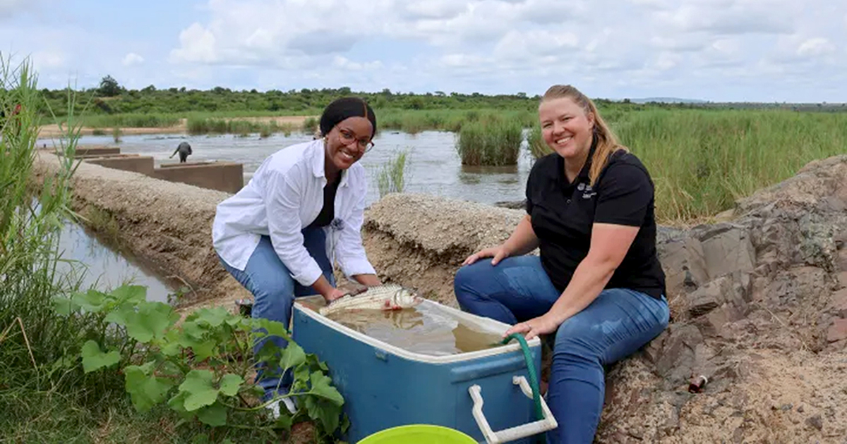 How healthy is the ‘great grey-green, greasy Limpopo River’? (Part 2)