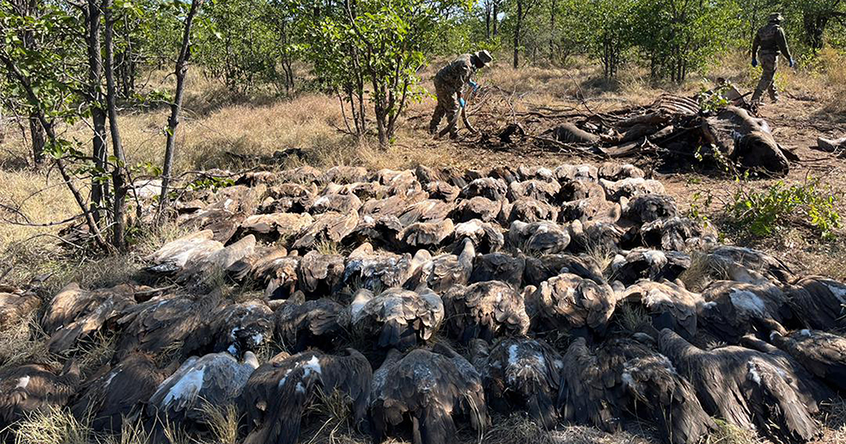 Some of vultures killed might have come from Blouberg