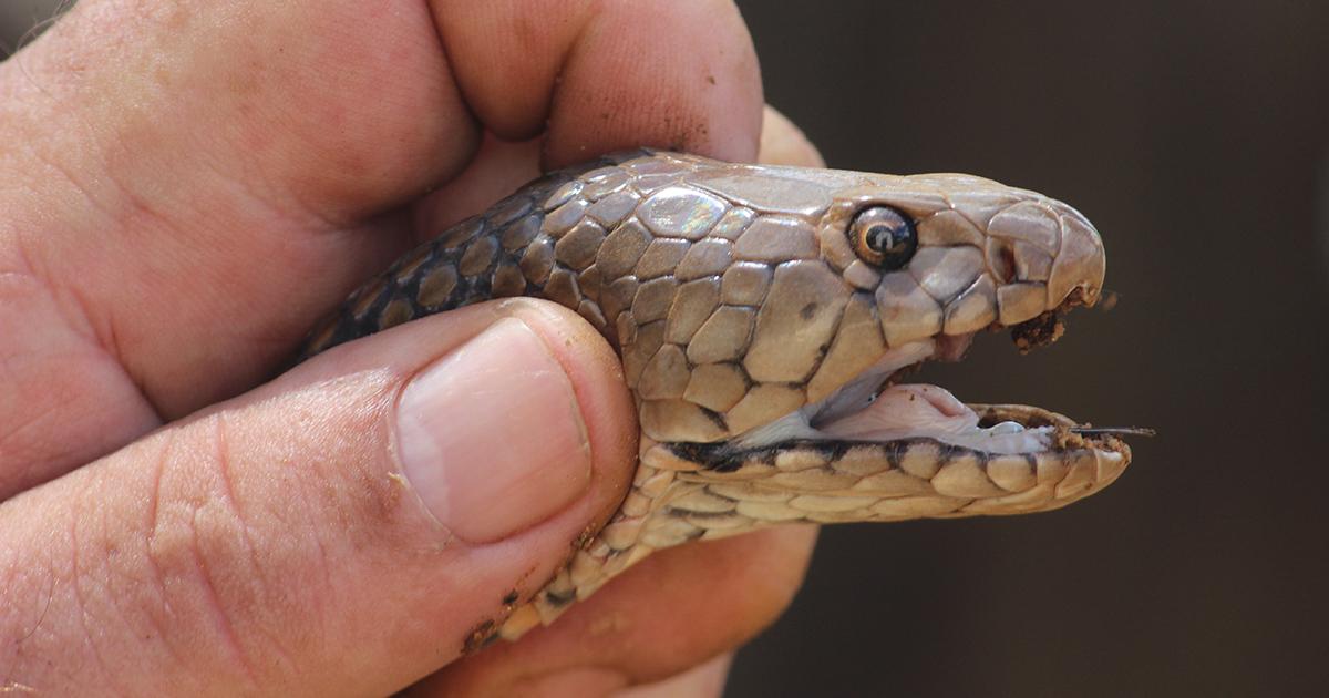 SPCA says snake handler’s public persona does not excuse his actions