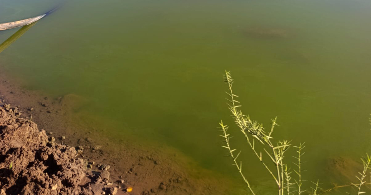 KYK: Groen water in Limpopo dalk Harties s'n?