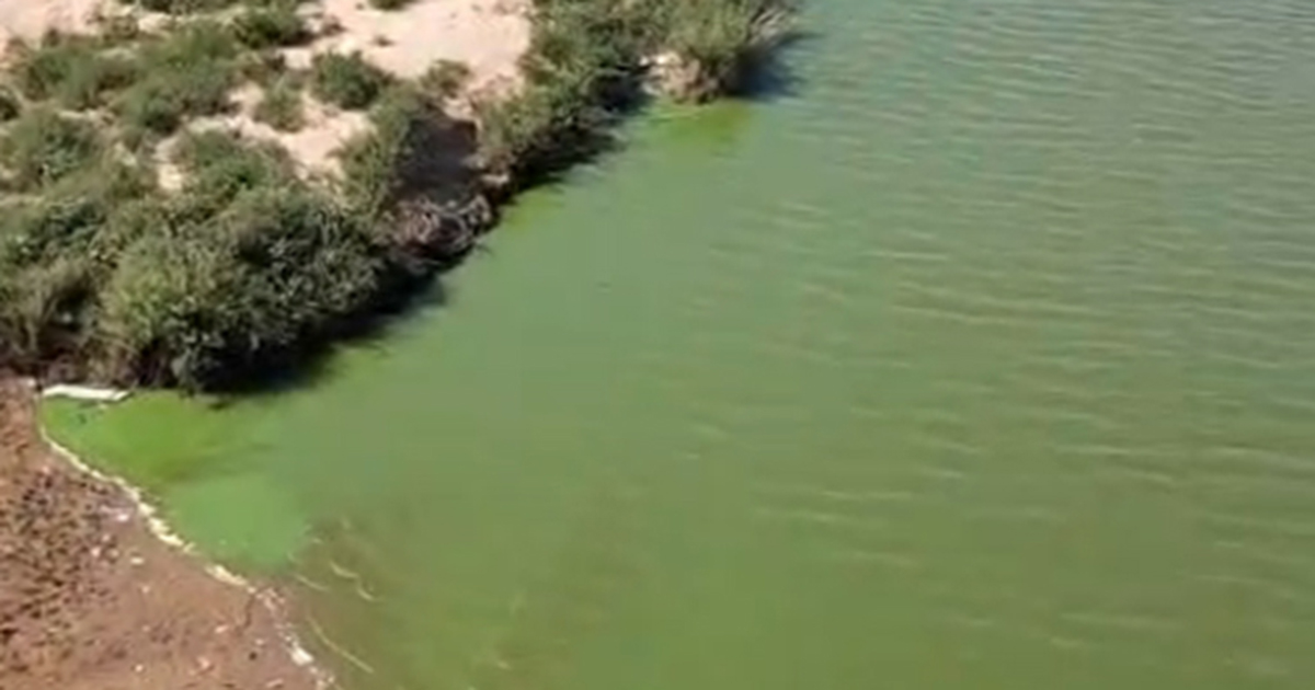 Limpopo’s green colour nothing more than algae, says VDM
