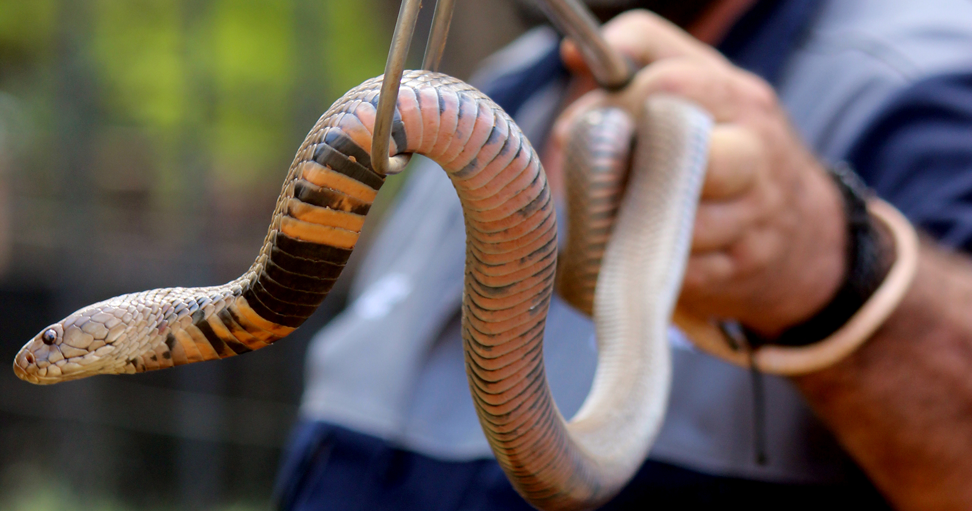 Arrest of local snake catchers leaves community divided