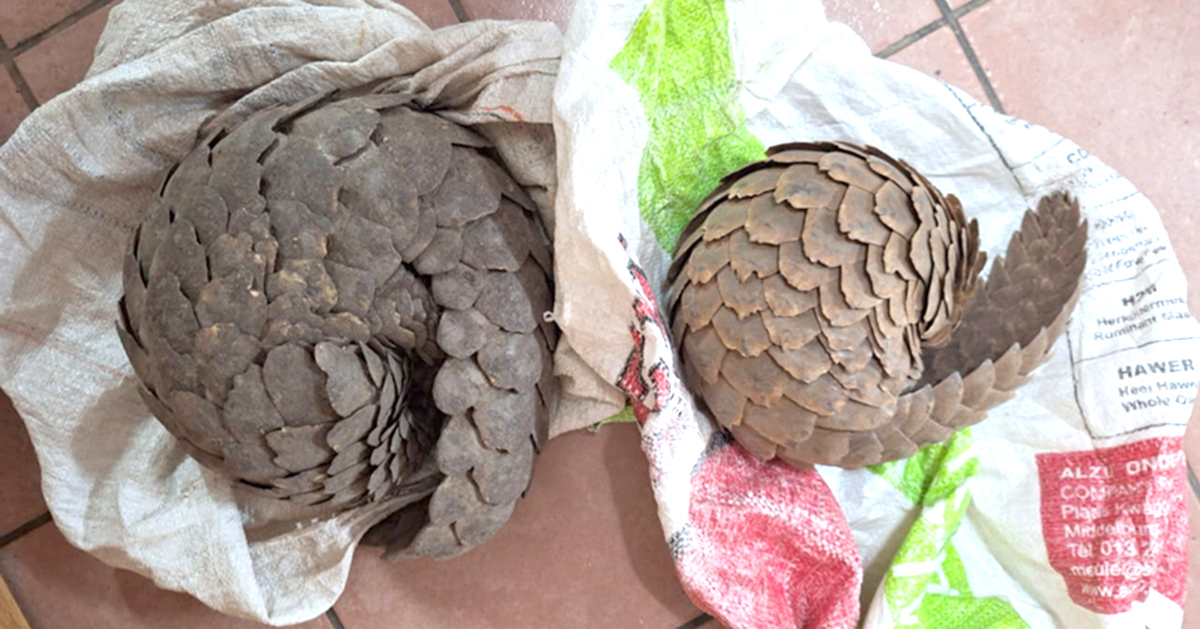 Two alleged pangolin smugglers arrested after tip-off and swift action