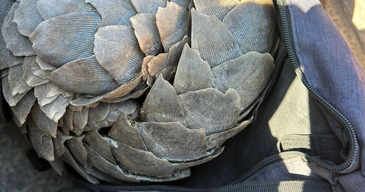 Pangolin results in jail time for two Zimbabwean men